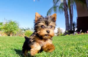 yorkshire terrier for sale san diego|empire yorkies san diego.